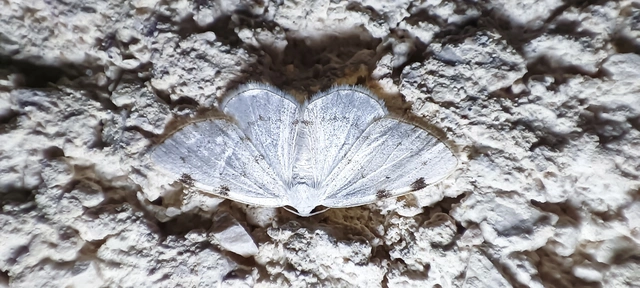 Lomographa bimaculata - kétpontos fehéraraszoló