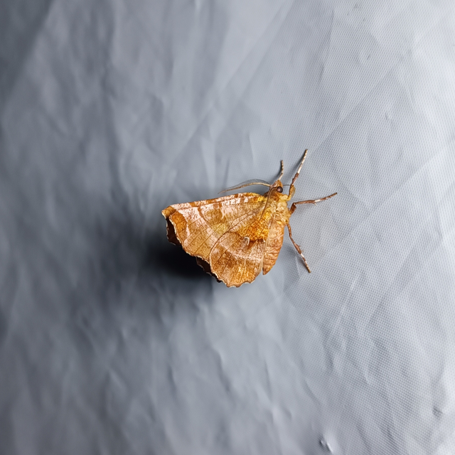 Selenia dentaria - kétfoltos holdasaraszoló