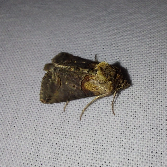 Abrostola triplasia - közönséges csalánbagoly