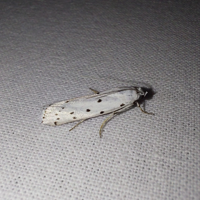 Myelois circumvoluta - pettyes karcsúmoly