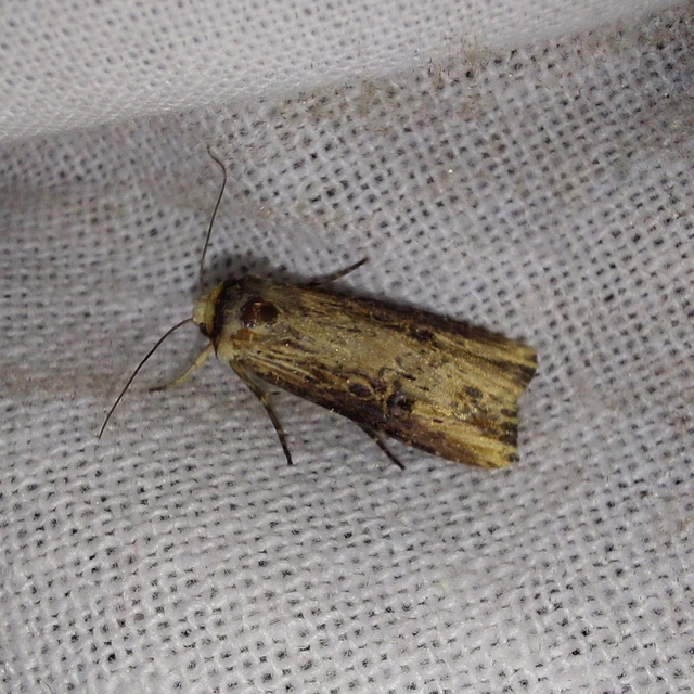 Axylia putris - vonalkás földibagoly