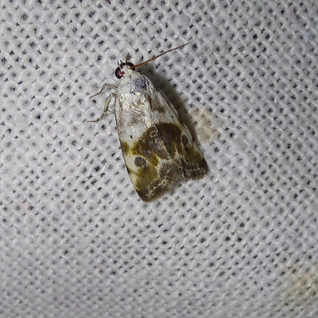 Ponometia candefacta - parlagfűbagoly