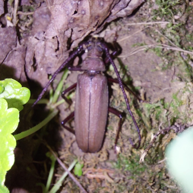 Aegosoma scabricorne - diófacincér
