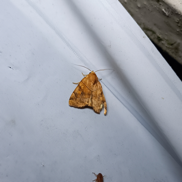 Cosmia trapezina - közönséges lombbagoly