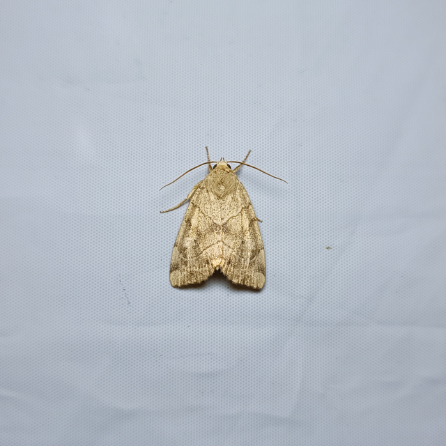 Cosmia trapezina - közönséges lombbagoly