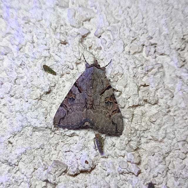 Catocala hymenaea - kökény-övesbagoly