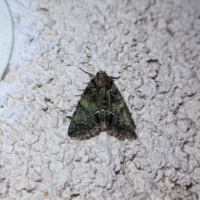 Polyphaenis sericata - selyemfényű erdeibagoly