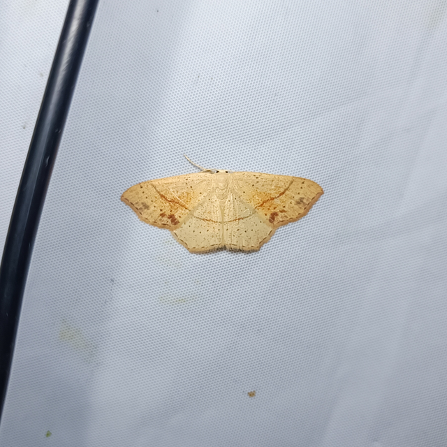Cyclophora punctaria - sávos pettyesaraszoló