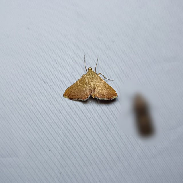 Endotricha flammealis - tüzesszárnyú fényilonca