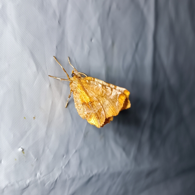 Selenia dentaria - kétfoltos holdasaraszoló