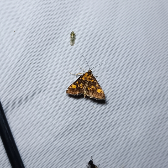 Pyrausta