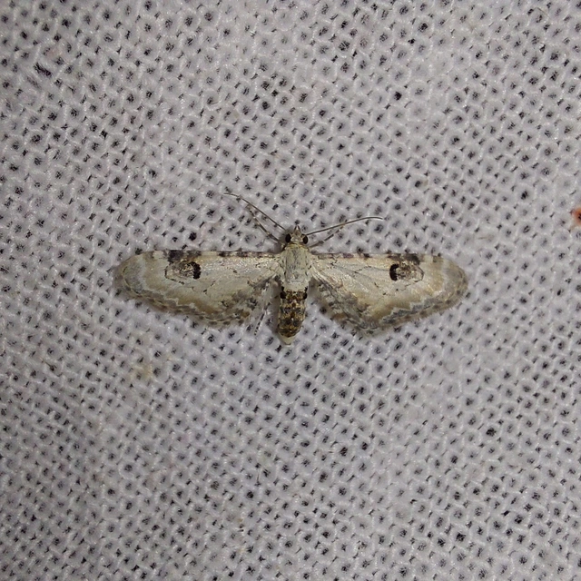Eupithecia centaureata - búzavirág-törpearaszoló