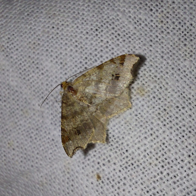 Macaria alternata - közönséges szürkearaszoló