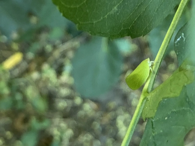 Acanalonia conica - élénkzöld lepkekabóca