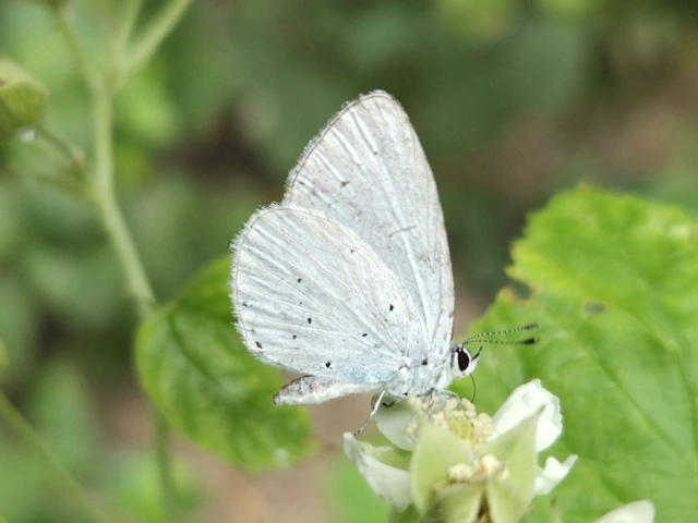 Celastrina argiolus - bengeboglárka