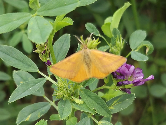 Lythria purpuraria - bíborsávos araszoló