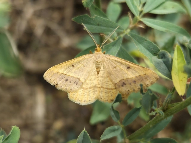 lucerna-araszoló - Tephrina arenacearia