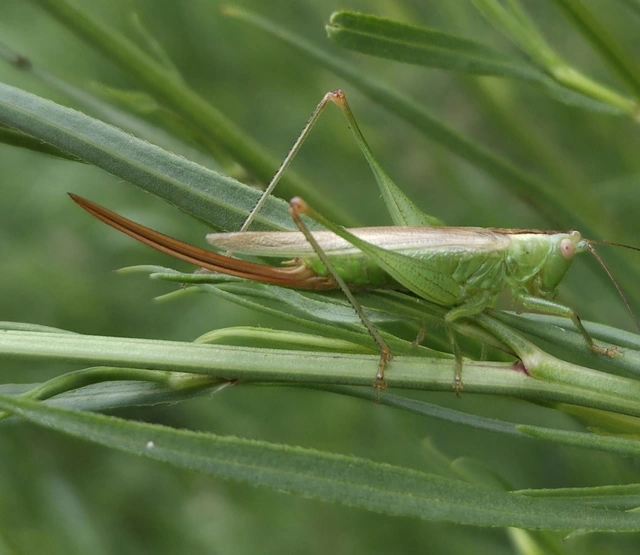 Conocephalus fuscus - kis kúpfejűszöcske