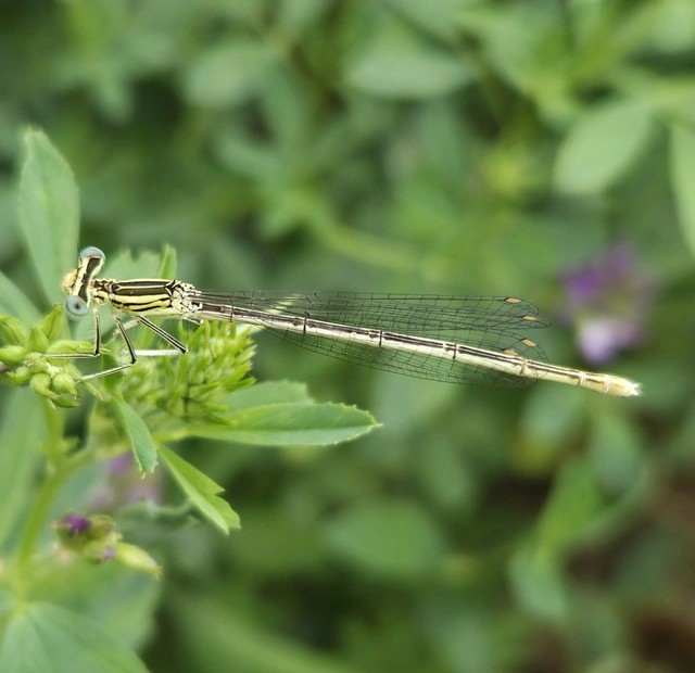 Platycnemis pennipes - széleslábú szitakötő