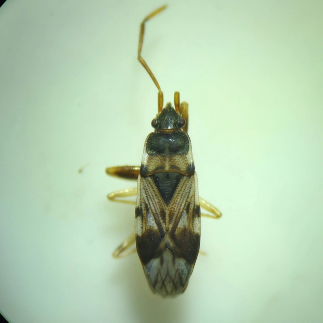 Scolopostethus Scolopostethus