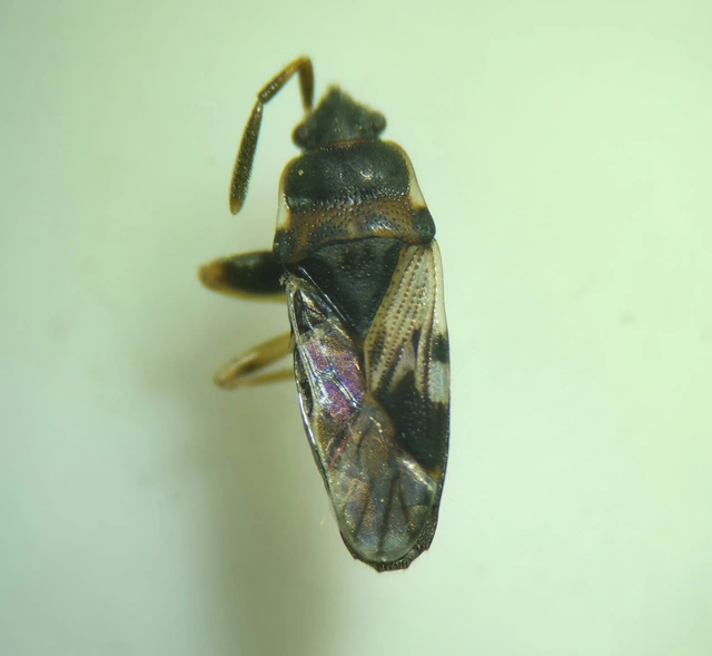 Scolopostethus Scolopostethus