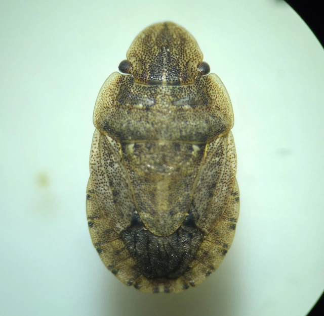 Sciocoris Sciocoris