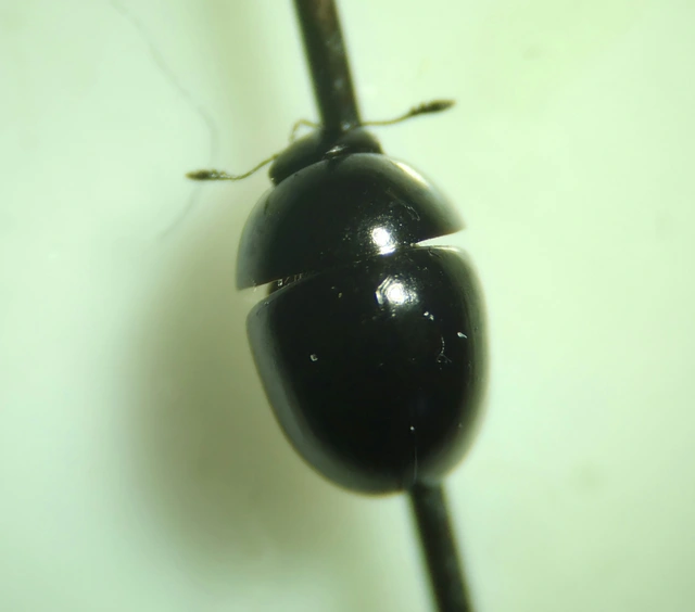 Phalacridae - kalászbogárfélék Phalacridae - kalászbogárfélék