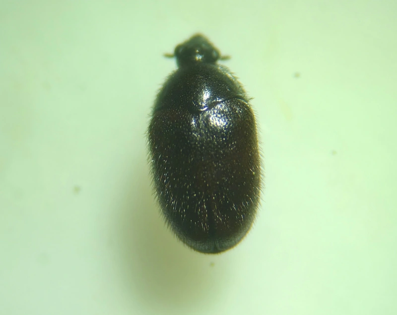 Phradonoma villosulum - pusztai porva