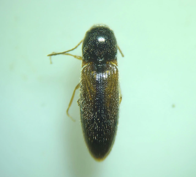 Adrastus rachifer - közönséges cserjepattanó