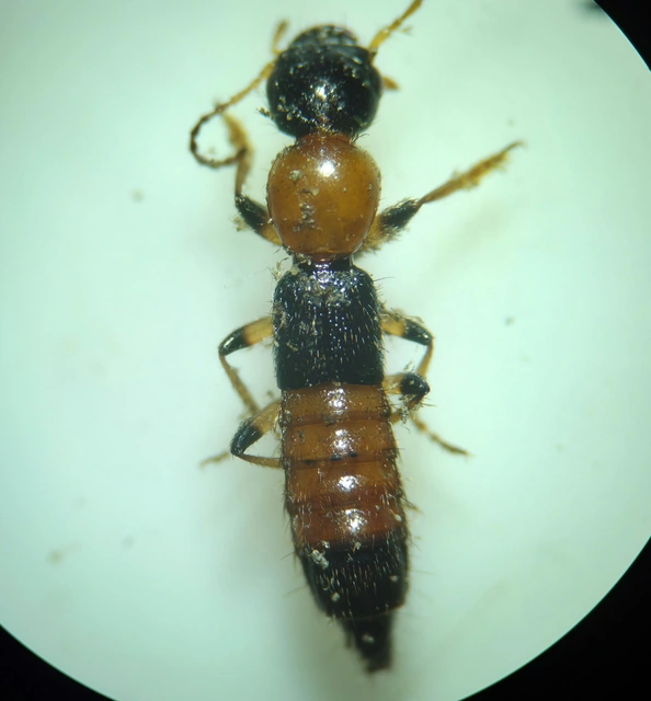 Paederus littoralis - réti partiholyva