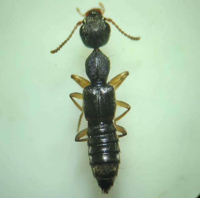 Rugilus subtilis - kecses cérnanyakúholyva