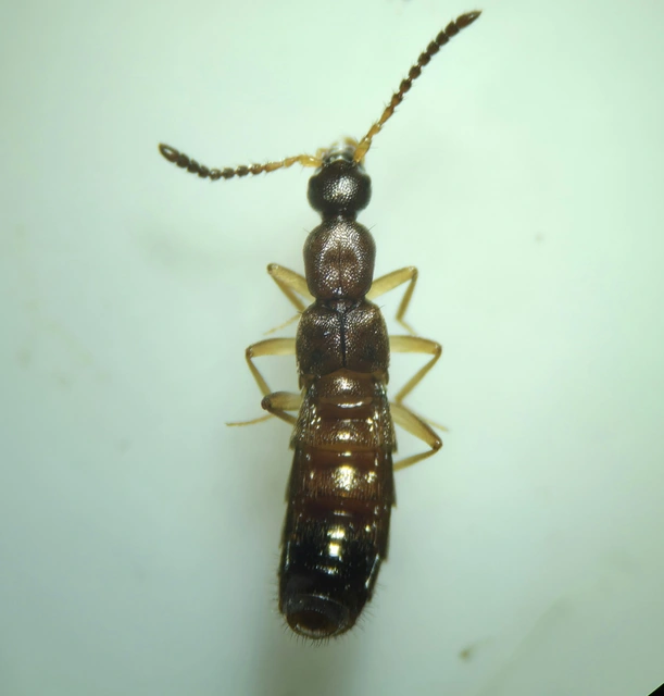 Drusilla canaliculata - közönséges hangyászholyva