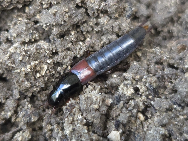 Quedius molochinus - sokalakú mohaholyva
