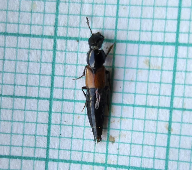 Quedius ochripennis - vörösszárnyú mohaholyva