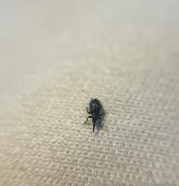 Catapion meieri - keskenyorrú cickányormányos