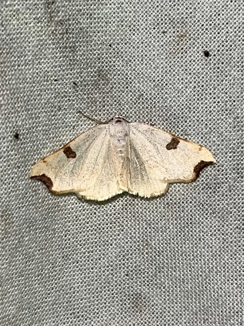 Eilicrinia cordiaria - fehér fűzfaaraszoló