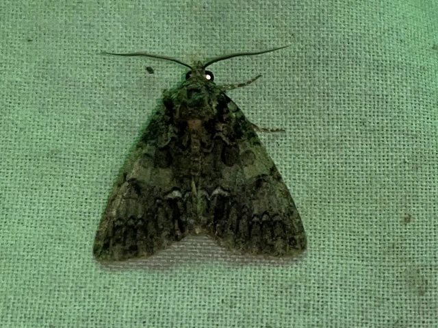 Polyphaenis sericata - selyemfényű erdeibagoly
