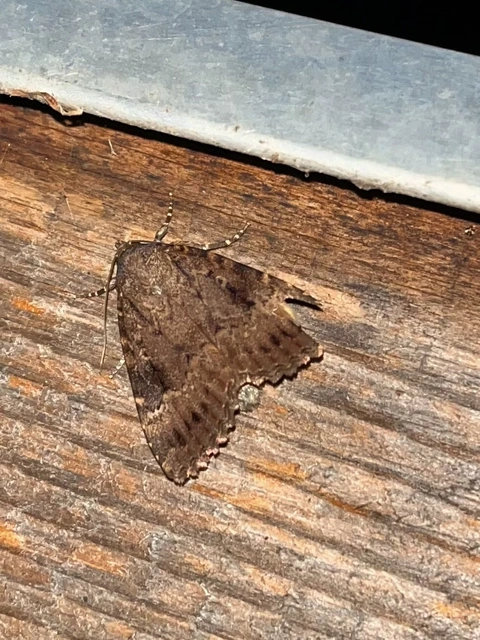 Amphipyra berbera/pyramidea