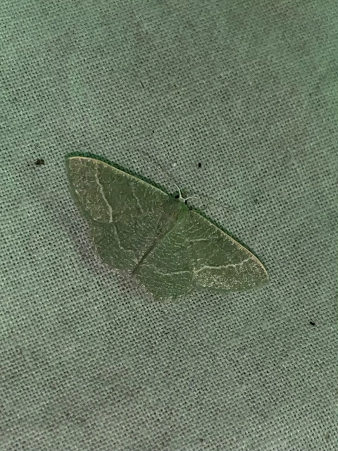 Phaiogramma etruscaria - fehérpettyes zöldaraszoló