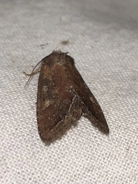 Lacanobia oleracea - saláta-kertibagoly