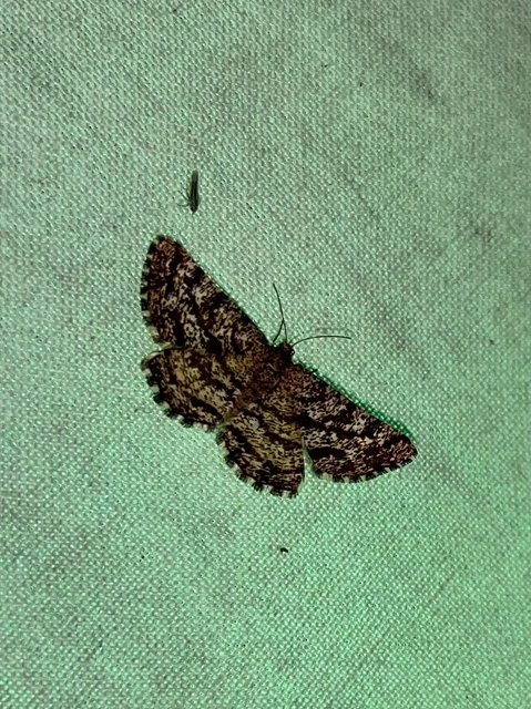 Ematurga atomaria - barna rétiaraszoló