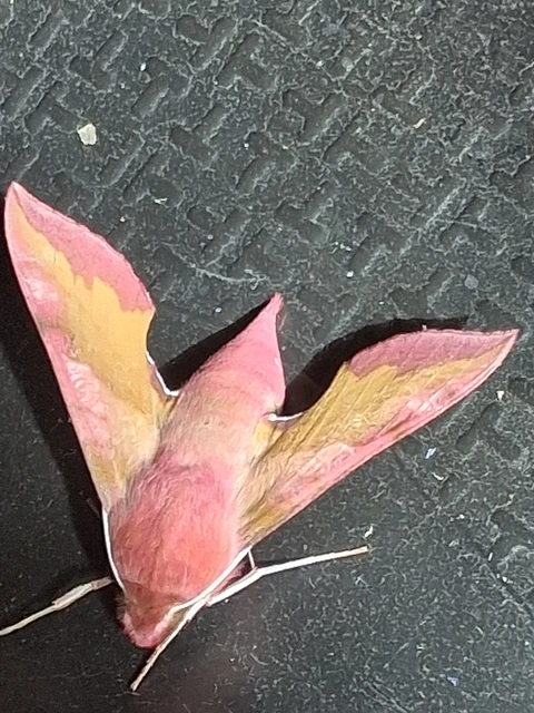 Deilephila porcellus - piros szender