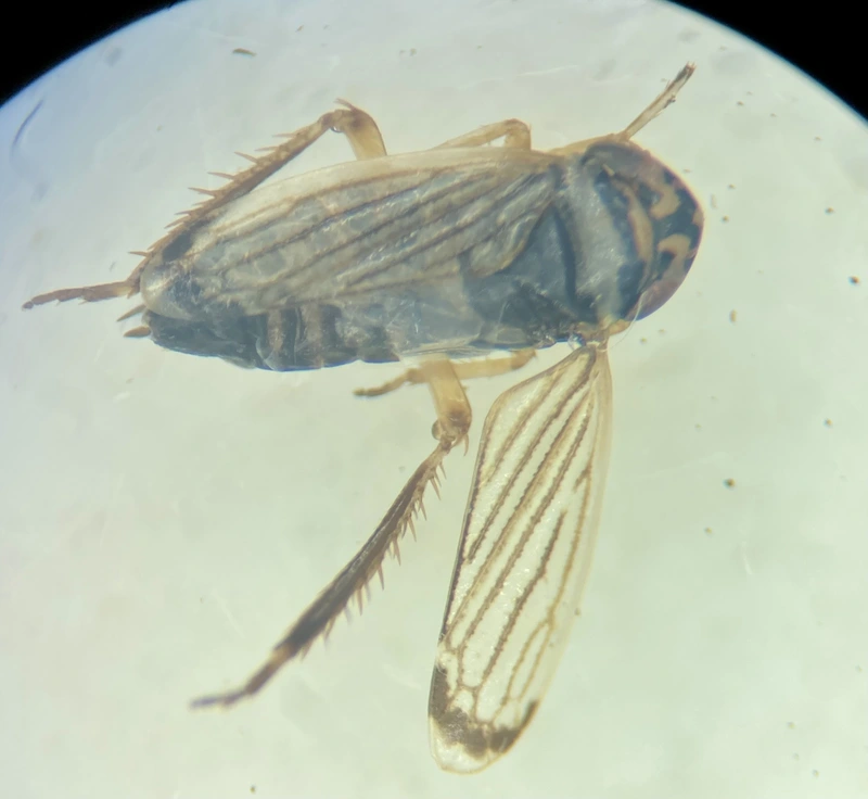 Anoscopus histrionicus