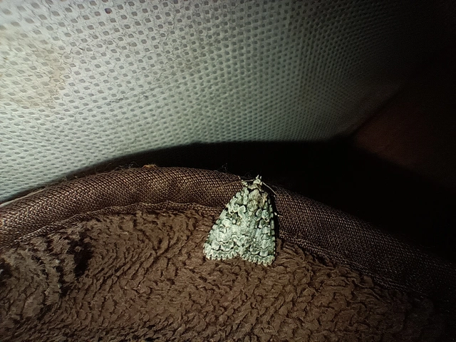 Bryopsis szeokekalmani - Szeőke Kálmán zuzmóbaglya