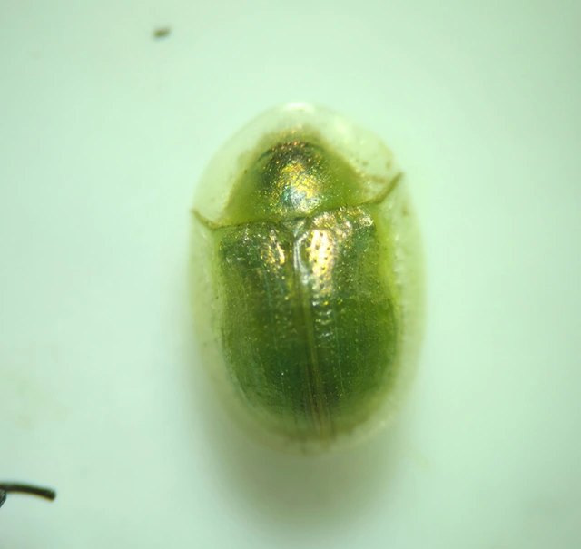 Cassida Cassida