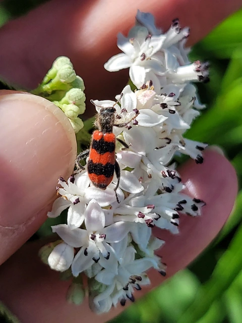 Trichodes apiarius - szalagos méhészbogár