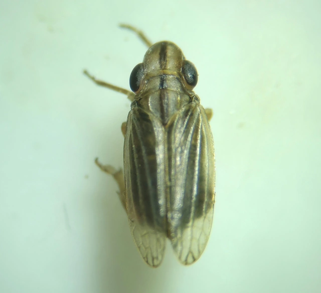 Ommatidiotus dissimilis