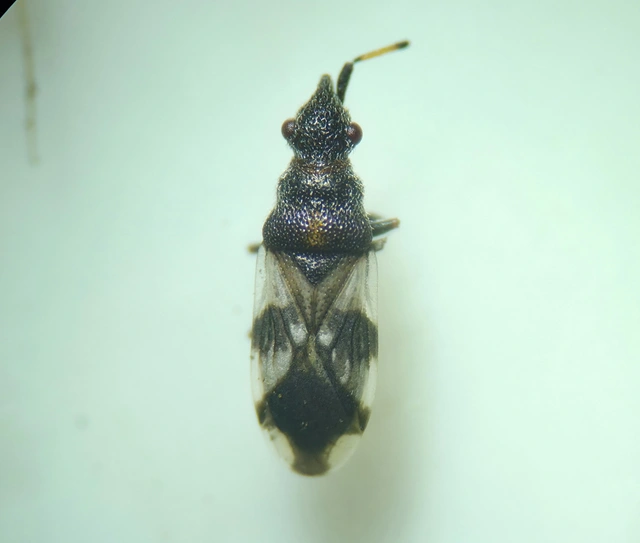 Macroplax fasciata