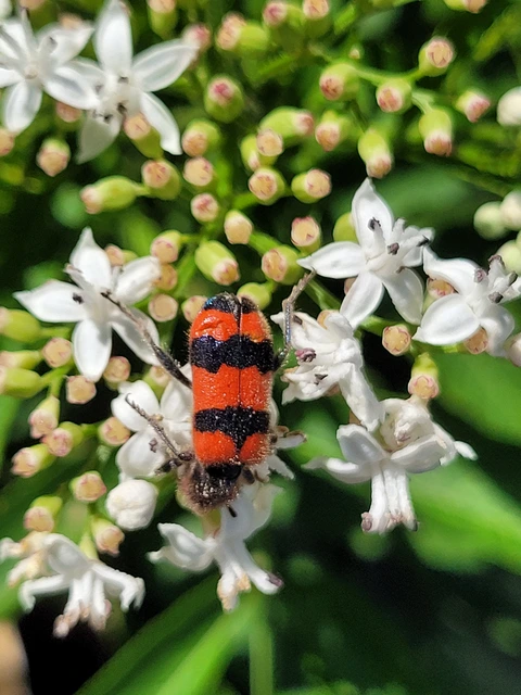 Trichodes apiarius - szalagos méhészbogár