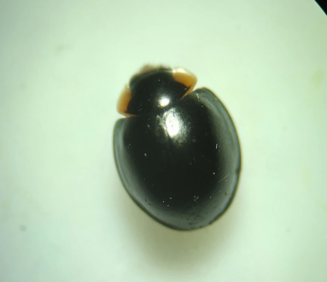 Parexochomus nigromaculatus - egyszínű szerecsenkata